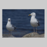 Fine Feathered Friends fine art print