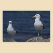 Fine Feathered Friends fine art print posters