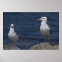Fine Feathered Friends fine art print
