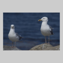 Fine Feathered Friends fine art print posters