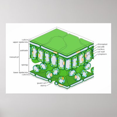 Diagram Cytoplasm