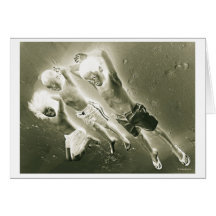 fingers & toes card