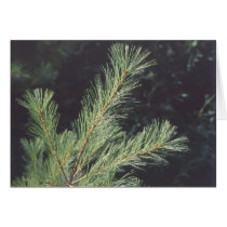 Fir cards