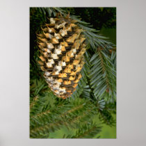 Fir tree fruit (abies species) posters