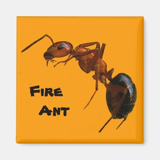 Fire Ant