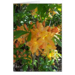 Fire Blossom Cards