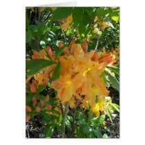 Fire Blossom cards by shroomabob1 Fire Blossom cards