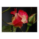 Fire & Ice Rose Card