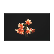Fire Lily, a Cyrtanthus Hybrid Gallery Wrap Canvas