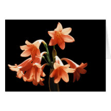 Fire Lily, a Cyrtanthus Hybrid Greeting Card