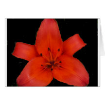 Fire Lily Sacred Star Cards
