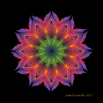 Fire Lotus Mandala posters