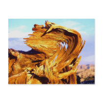 Fire on the Mtn postcards by PaulHonatke Fire on the Mtn postcards