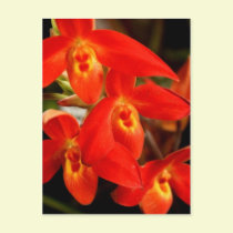 Fire Orchid postcards