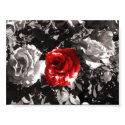 Fire red flower posters by mbertagna Fire red flower posters