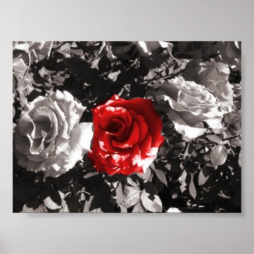 Fire red flower poster Zazzle