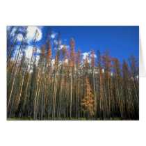 Fire scorched forest in Banff National Park, Alber Greeting Card