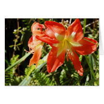 Fire Star Lily Greeting Cards