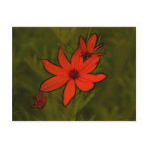 Fire Star postcards