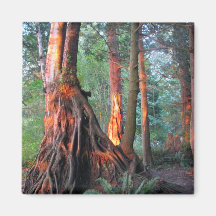 Fire Trees Magnets