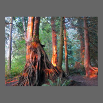 Fire Trees posters
