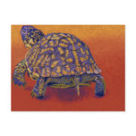 Fire Walker - Box Turtle (1) Post Card