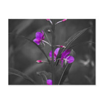 Fire Weed Mugshot Post Card postcards by airborne200208 Fire Weed Mugshot Post Card postcards