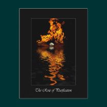 Fire & White Rose Flower Romance postcards