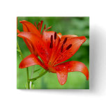 Firecracker Lilly Button