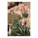 Firecracker Penstemon Flower posters by TranquilityPhoto Firecracker Penstemon Flower posters