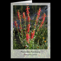 Firecracker Penstemon - Native Notecard cards