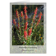 Firecracker Penstemon - Native Notecard