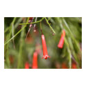 Firecracker Plant posters