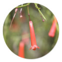 Firecracker Plant stickers