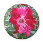 Firecracker Rose ~ Single Bloom Refrigerator Magnet