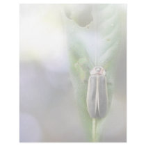 Firefly - Photuris Pyralis Letterhead