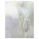 Firefly - Photuris Pyralis Letterhead
