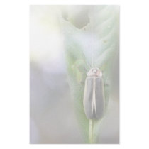 Firefly - Photuris Pyralis Custom Stationery