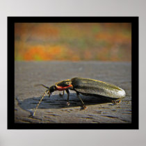 Firefly Poster