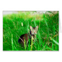 Firefox Feral Cat Oil Painting cards by feralsoul Firefox Feral Cat Oil Painting cards