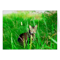 Firefox Feral Cat Oil Painting cards by feralsoul Firefox Feral Cat Oil Painting cards
