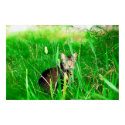 Firefox Feral Cat Oil Painting posters by feralsoul Firefox Feral Cat Oil Painting posters
