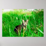 Firefox Feral Cat Oil Painting Posters