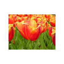 Firelight Tulip print
