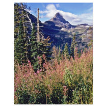 Fireweed - Glacier National Park Flyer