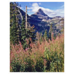 Fireweed - Glacier National Park flyers