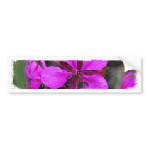 Fireweed in a Hurricane; No Greeting Bumper Stickers