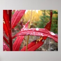 Fireweed in the Fall Poster