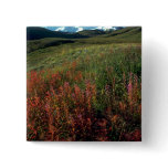 Fireweed on the Burwash Uplands, Yukon Territory, buttons