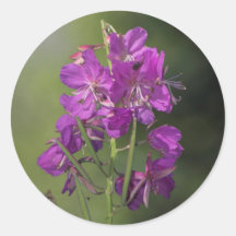 Fireweed Round Stickers